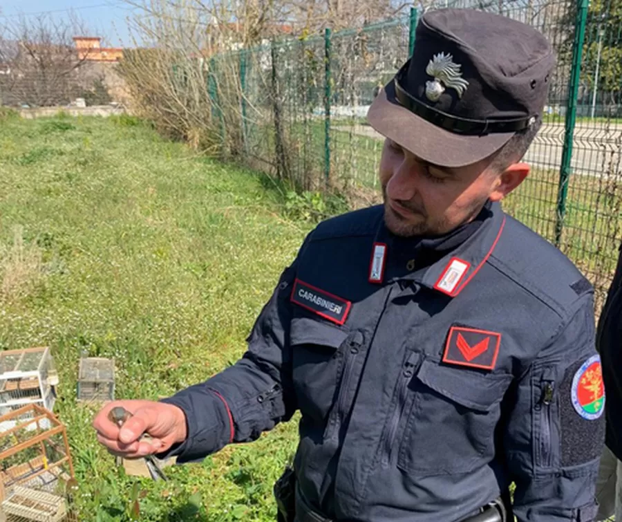 acerra-uccelli-catturati-rete-carabinieri