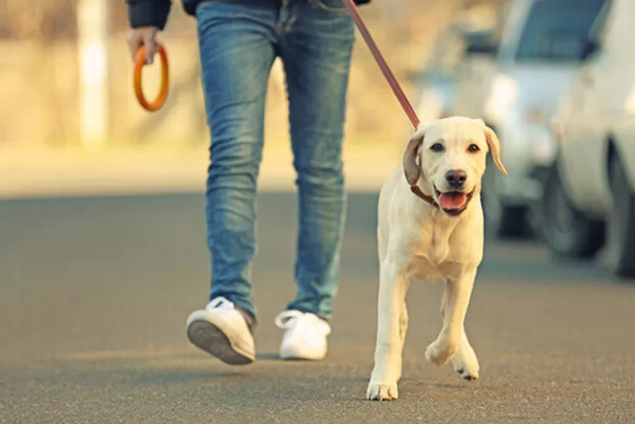 portare-spasso-cani-vietato-arienzo-ordinanza