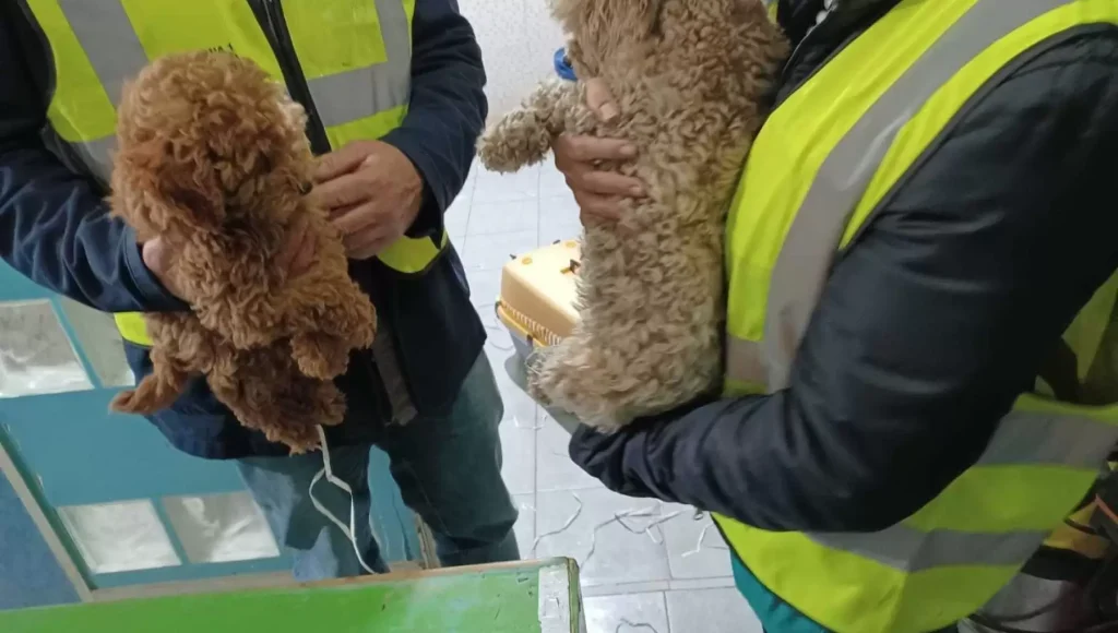 napoli-cani-centro-toelettatura-sequestro