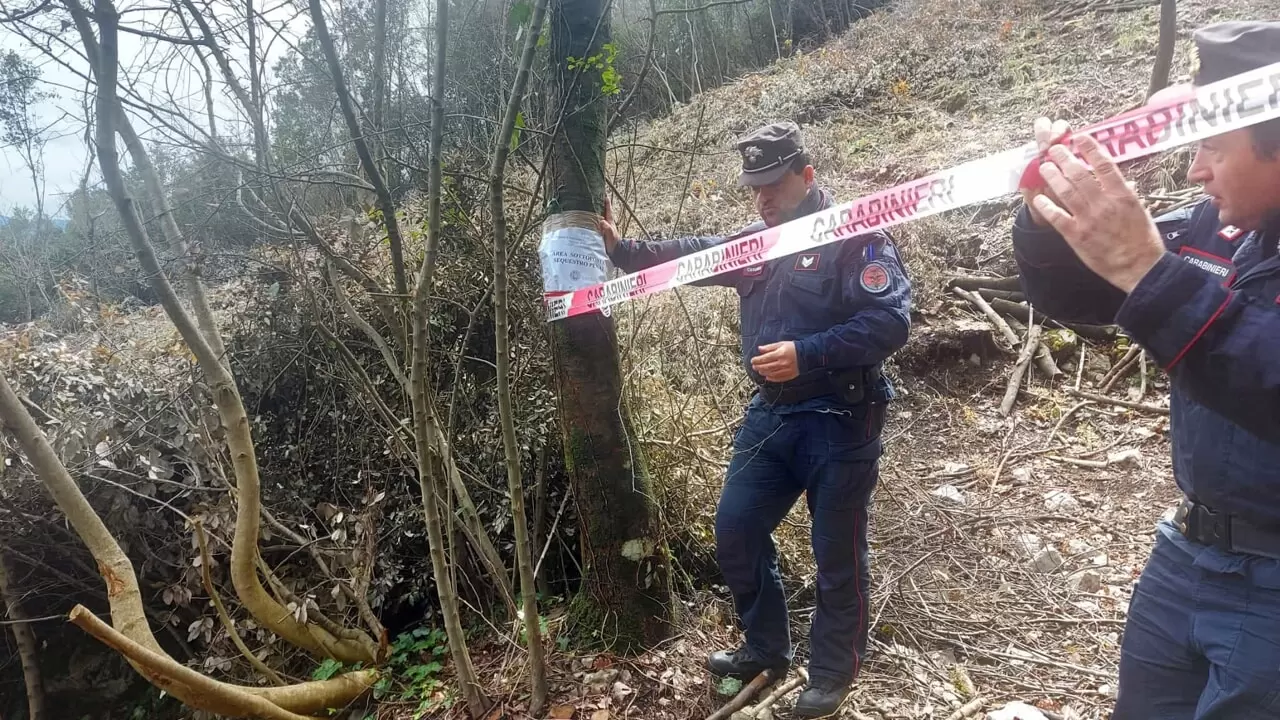 mondragone tagliano legna bosco