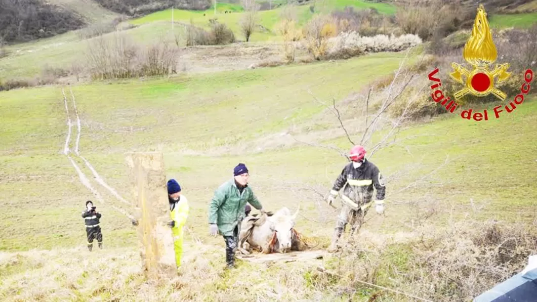 salvata-mucca-caduta-torrente-san-sossio-baronia