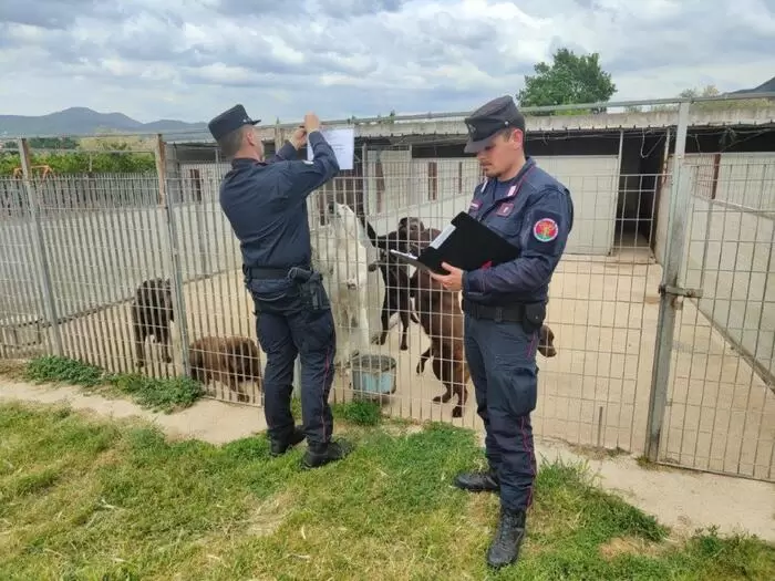 Caserta-allevamento-cani-abusivo