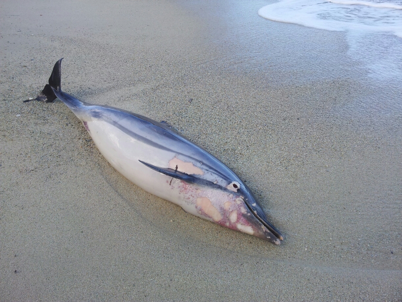 delfino morto palermo bimbi pietre