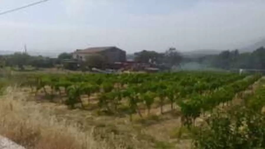 solopaca vigna incendiata