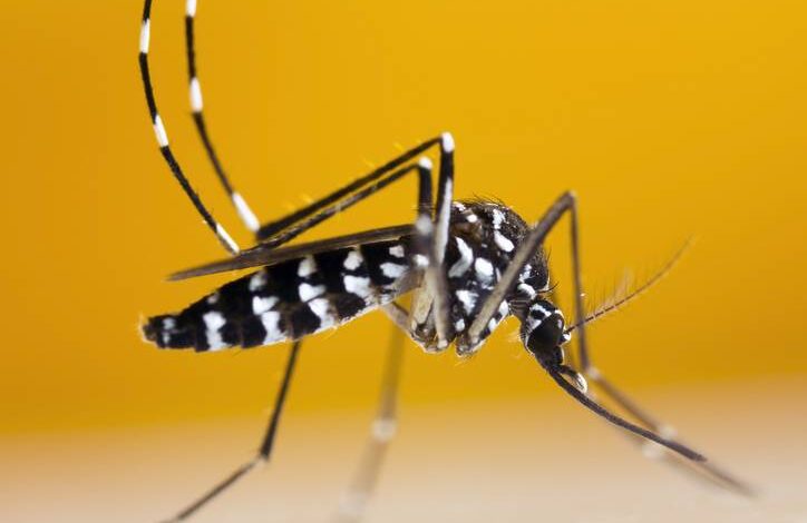 sintomi febbre dengue