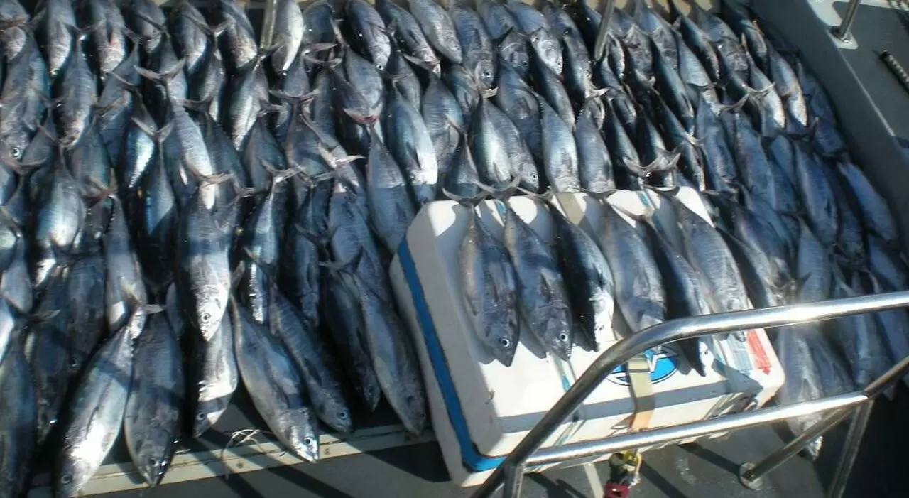 pescatori-frodo-ischia-procida-fucili-sequestrati