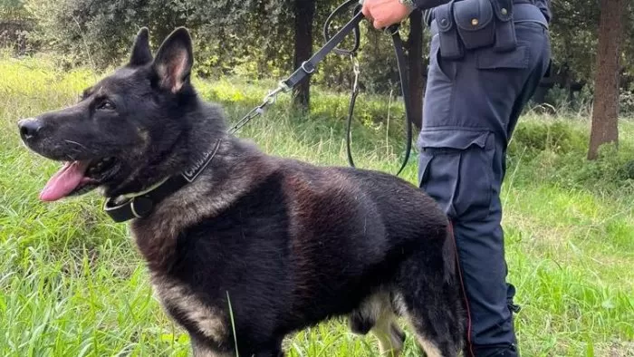 varcaturo-market-droga-arrestato-cane