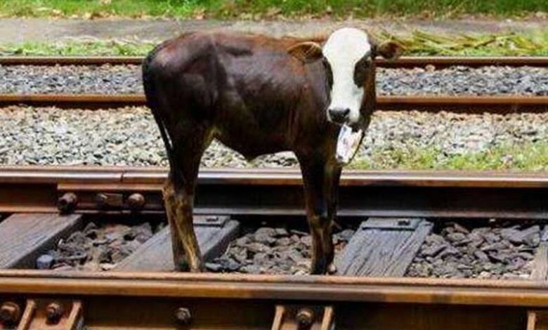 treno deraglia mucca binari