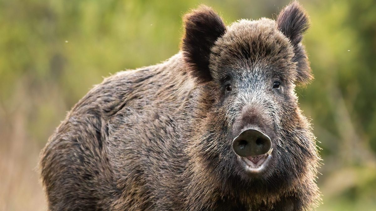 capua denunciati bracconieri cinghiali