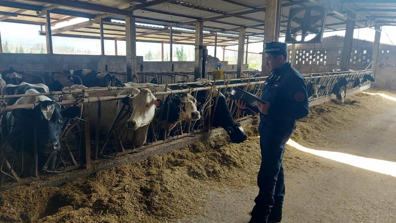 castel campagnano azienda sequestrato allevamento