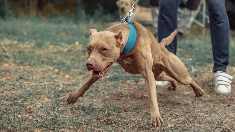 atripalda bambini aggrediti pitbull