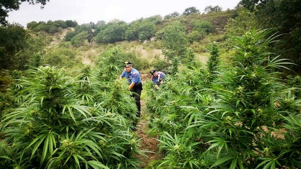 macerata campania marijuana assolto