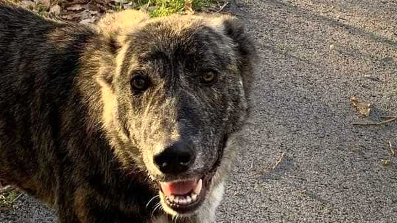 mirabella eclano uomo aggredito cani randagi