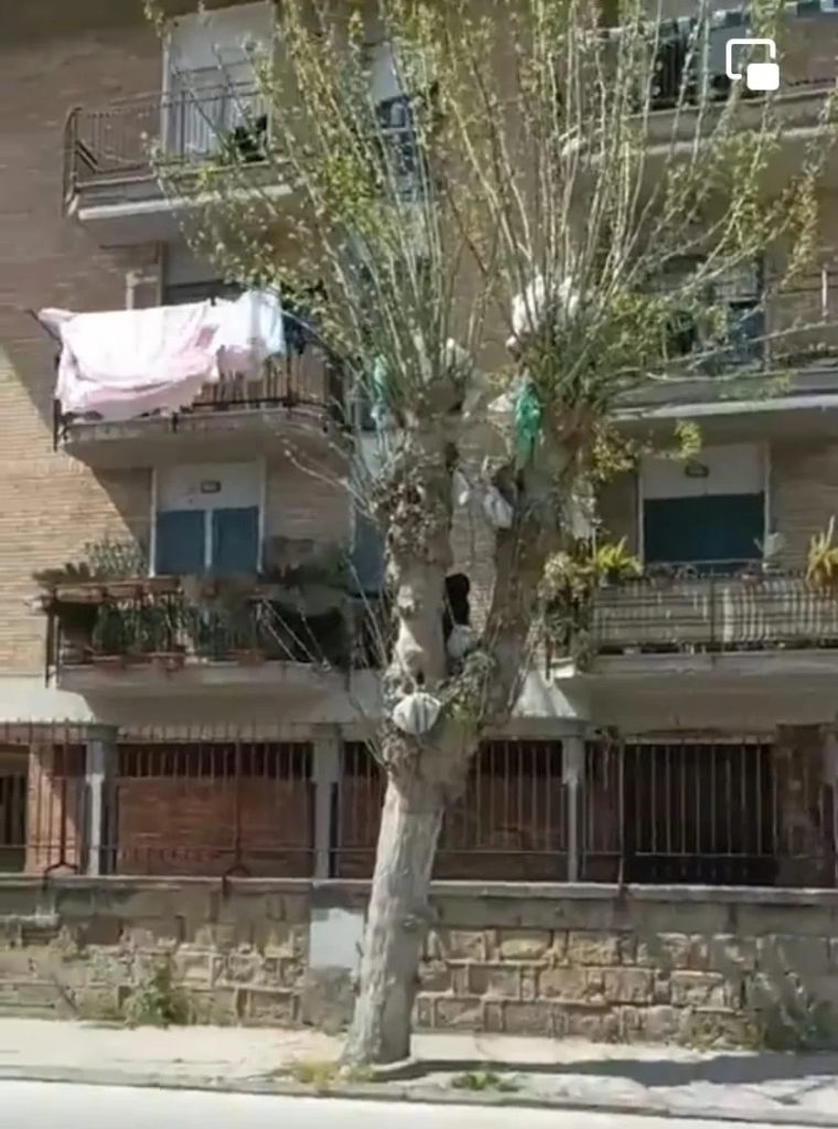 acerra albero spazzatura