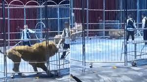 leoni scappano gabbia