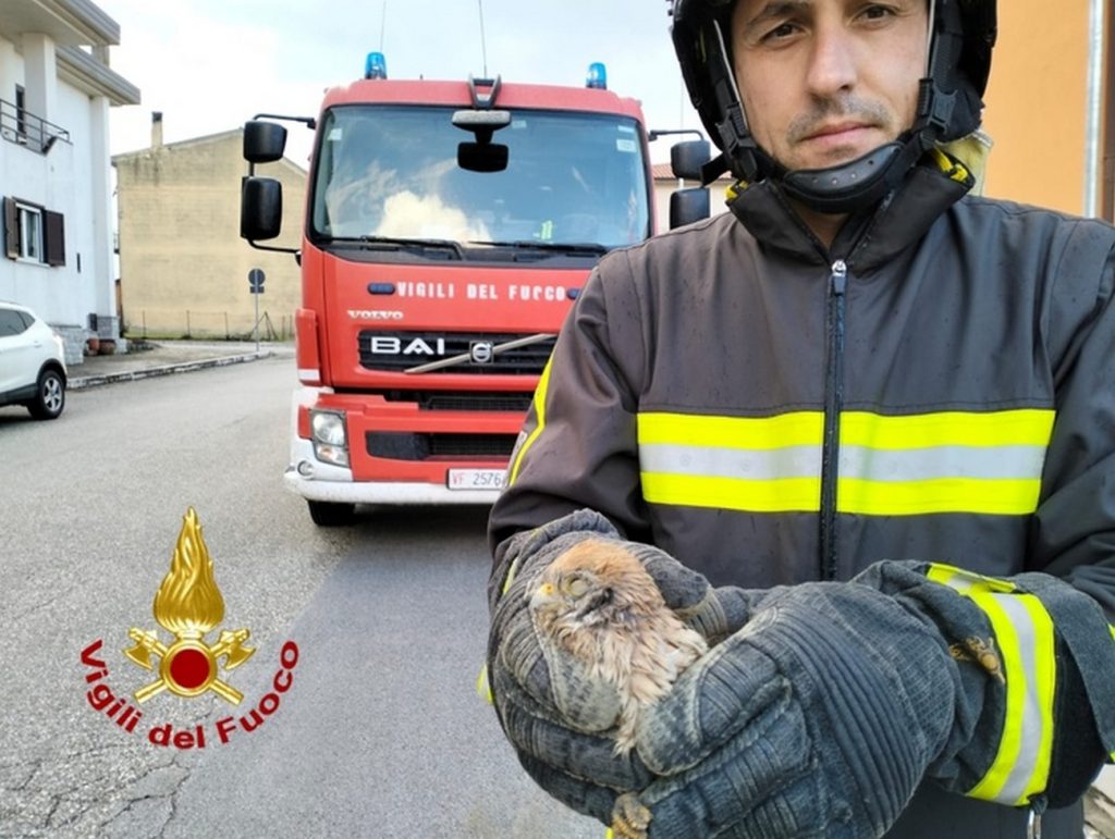 lacedonia-falco-salvato-vigili-fuoco