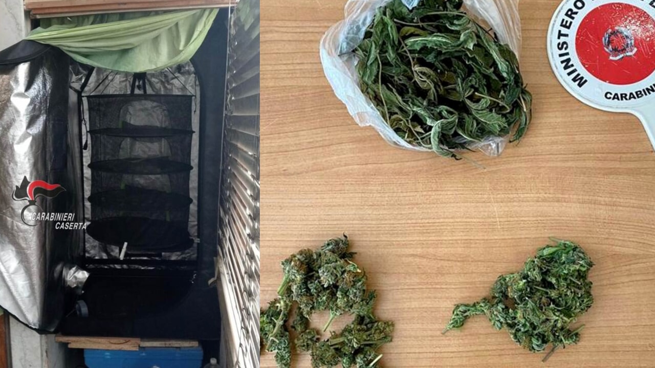 Sant’Arpino arrestato serra marijuana