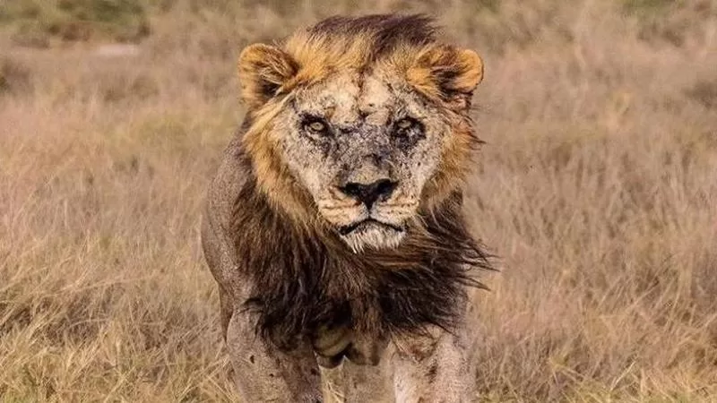 morto loonkito leone più vecchio mondo