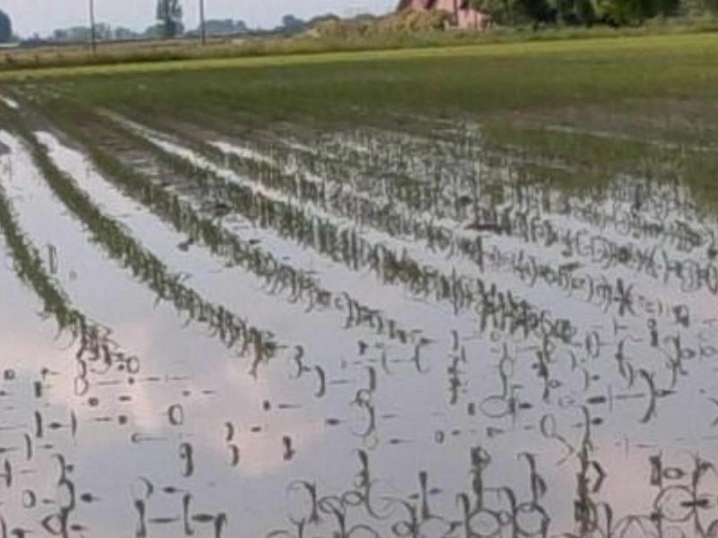 san giorgio sannio agricoltura situazione