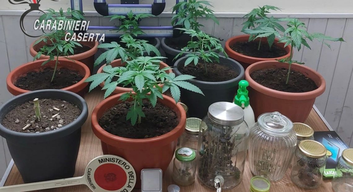 coltiva marijuana casa arrestato caserta