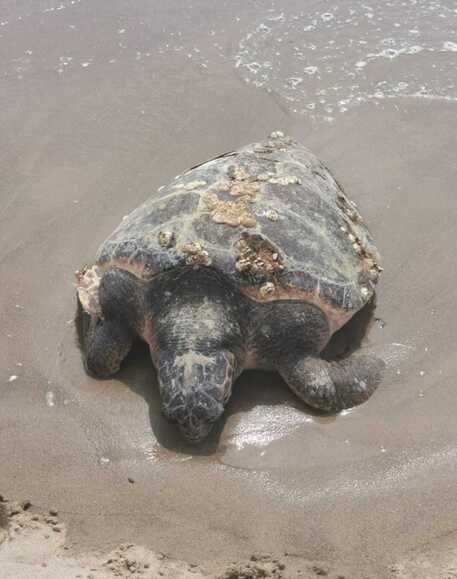 varcaturo tartaruga morta plastica