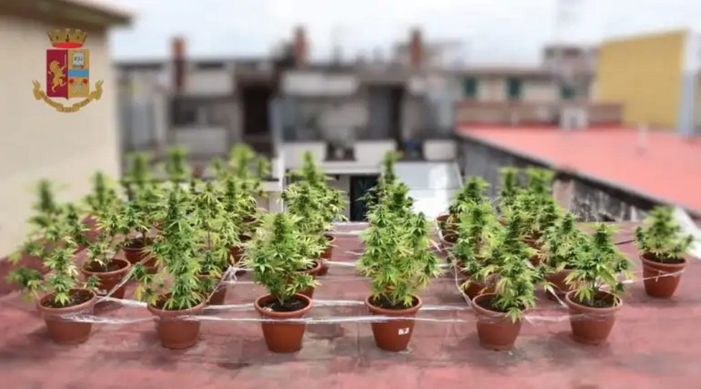 caivano-serra-marijuana-casa-arrestato-14-giugno