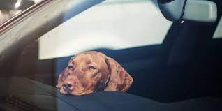 cane auto sotto sole