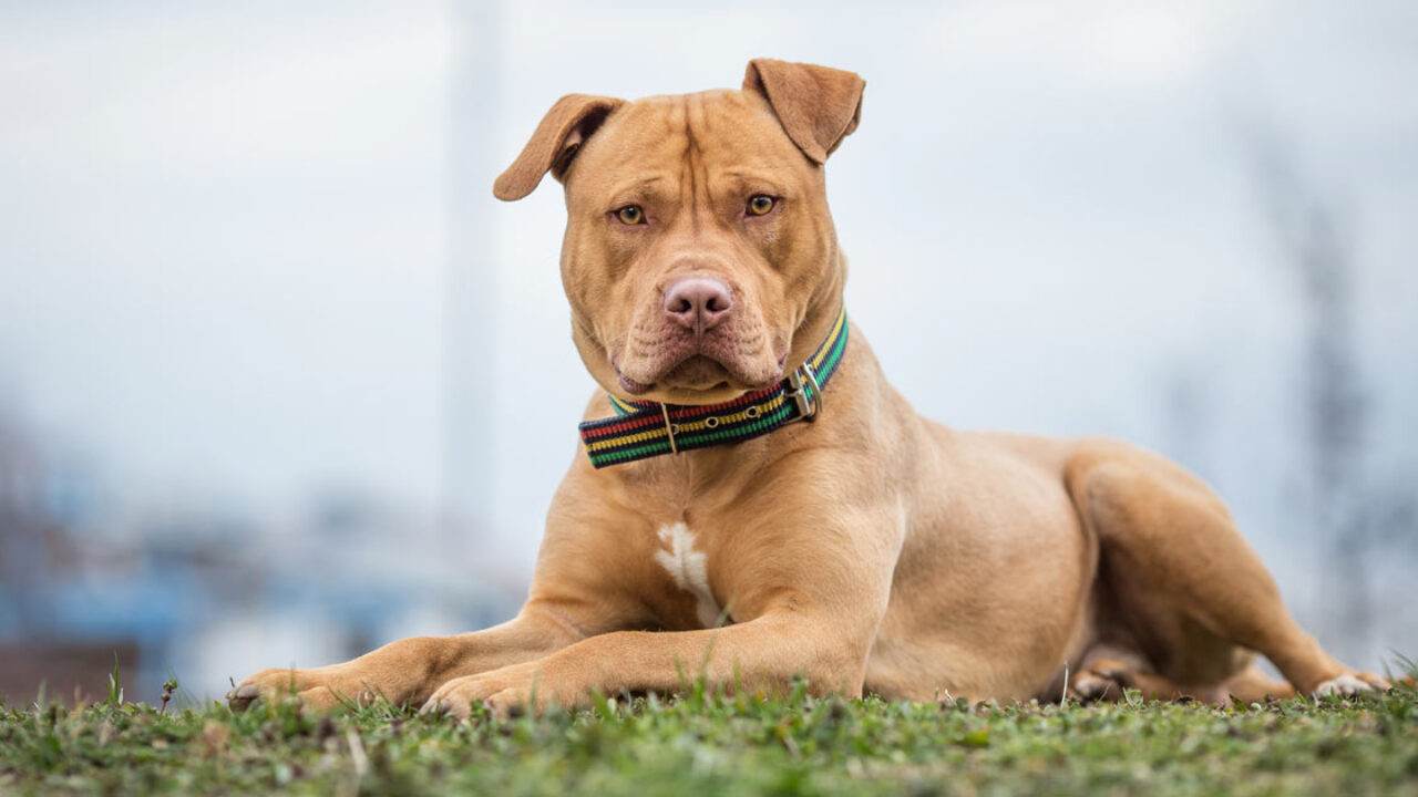 cava de tirreni bambino aggredito pitbull