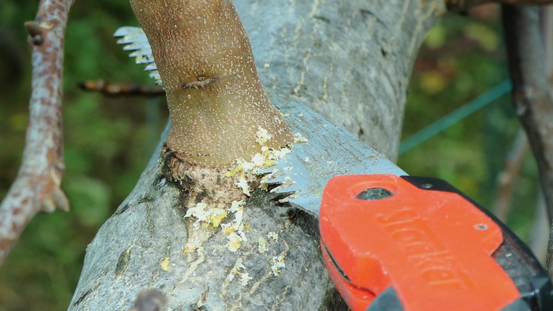 grottaminarda cade pota albero