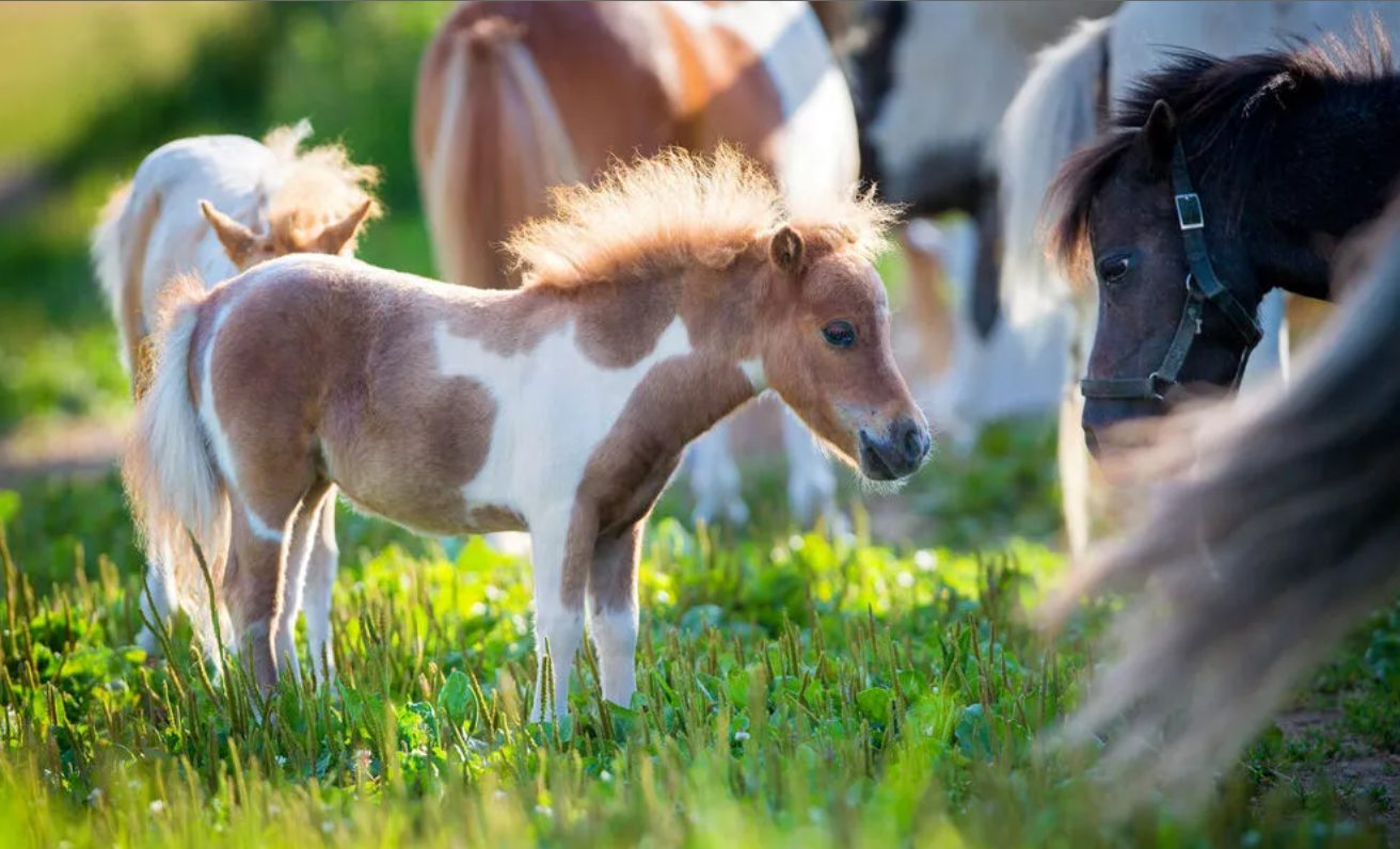 napoli pony morto cassonetto ponticelli