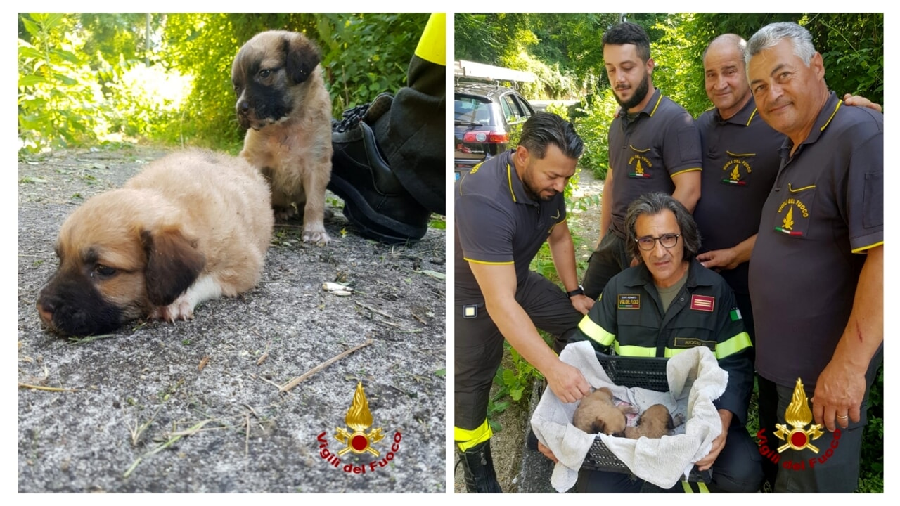 mirabella eclano salvati cagnolini abbandonati