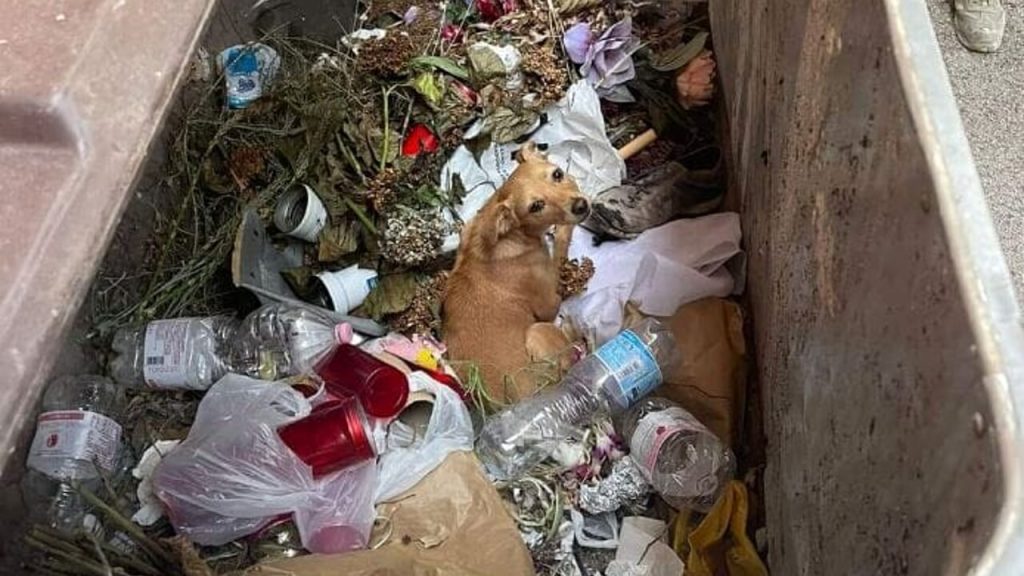 Cagnolina abbandonata Caserta