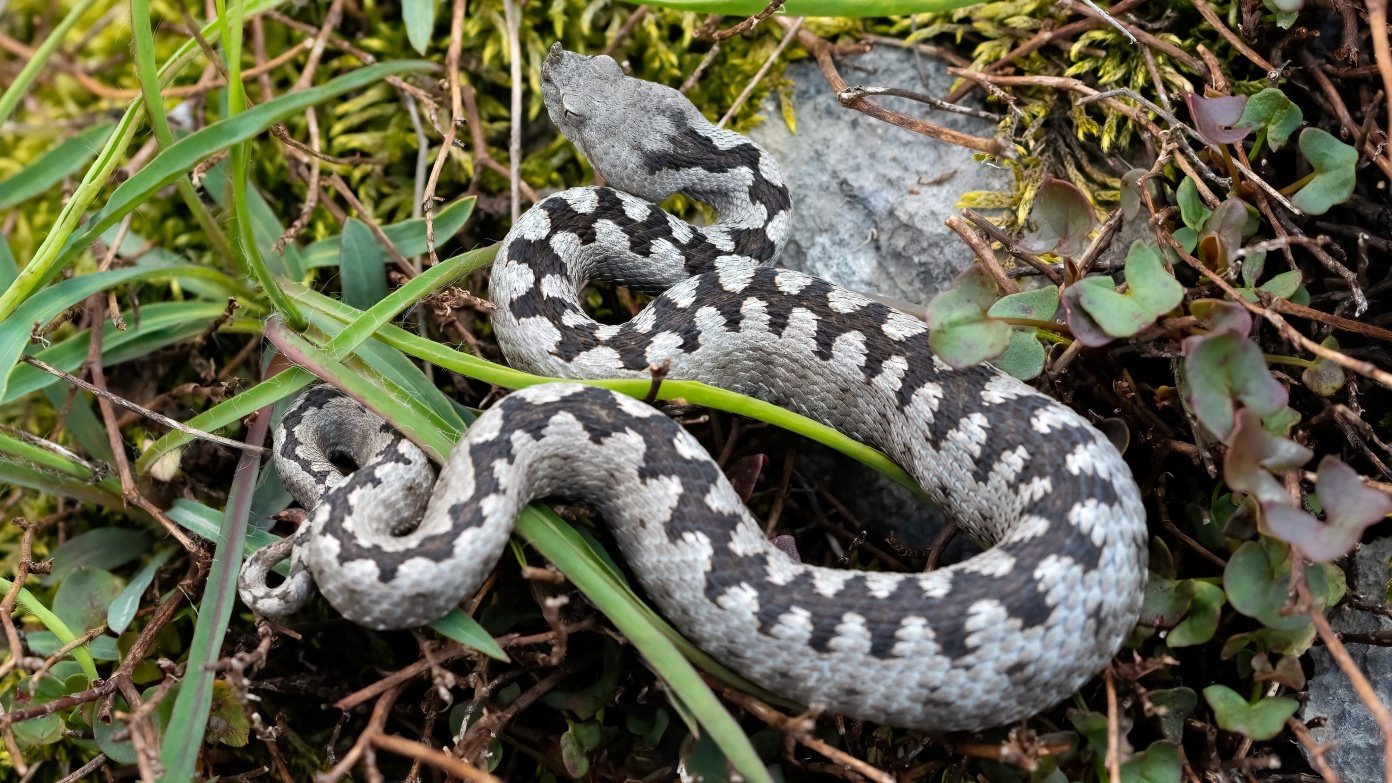 salza irpina morso vipera