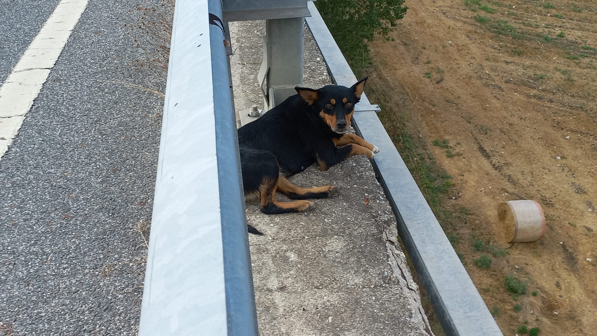 Ariano irpino soccorso cane ferito