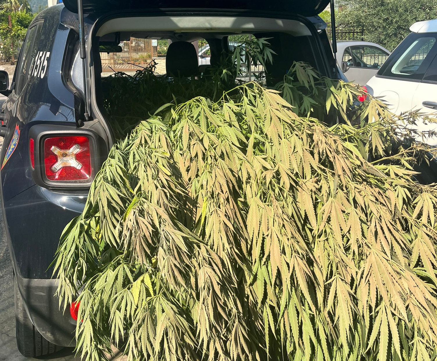 cicciano-piantagione-marijuana-26-agosto