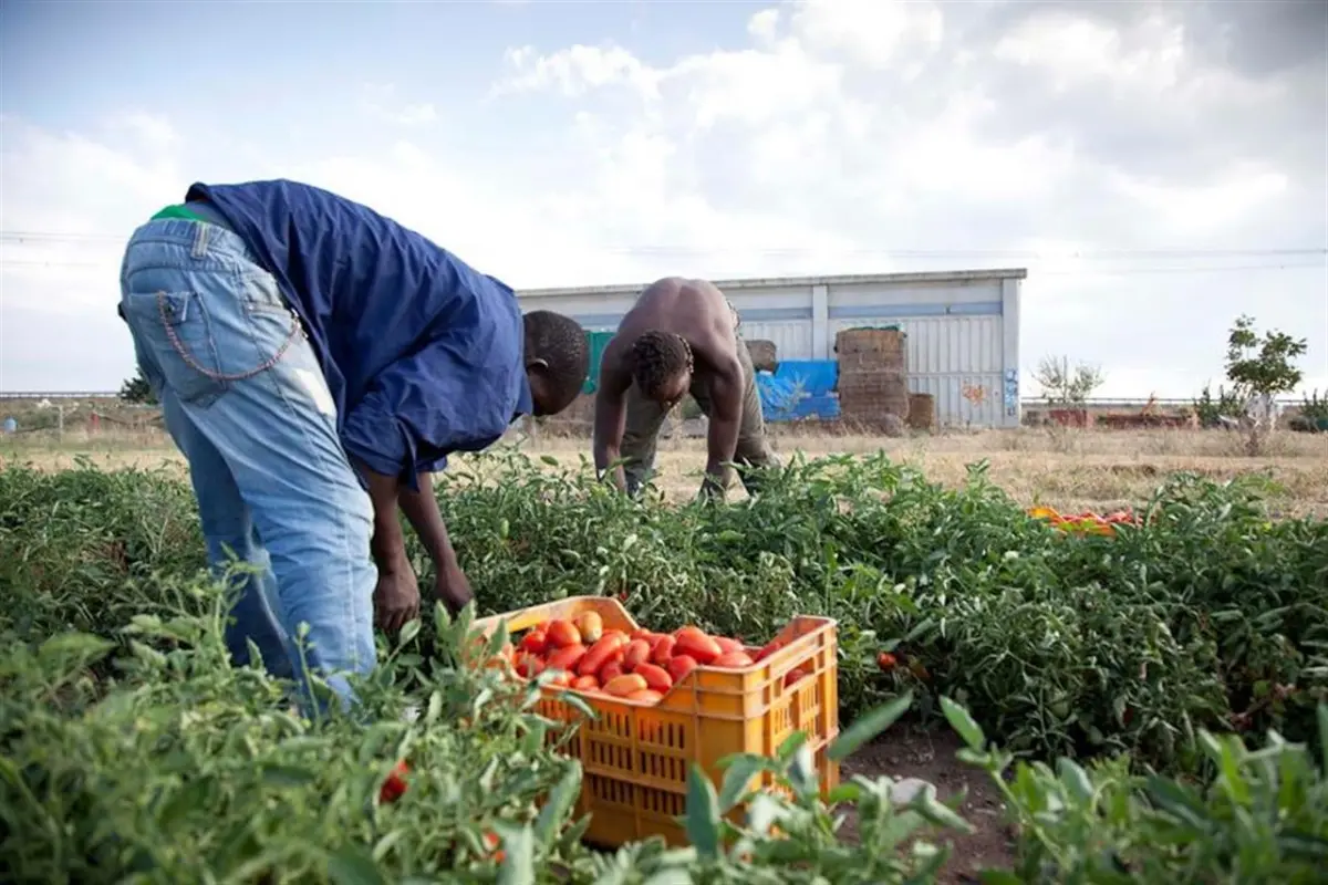 Giugliano-lavoratori-nero-pomodori-aziende-sospese