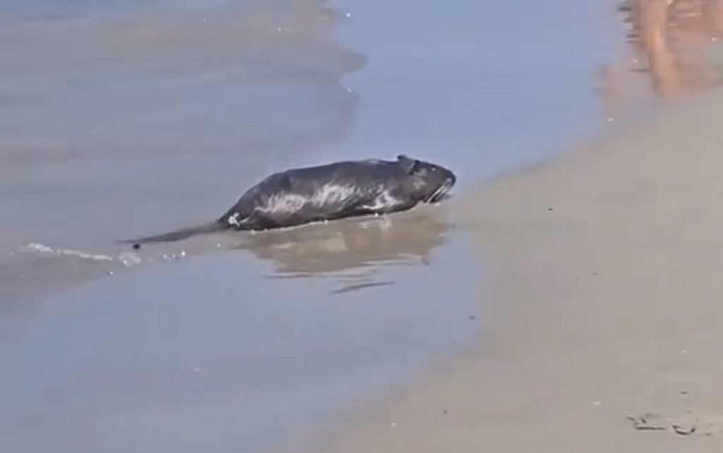 castel-volturno-spiaggia-nutria-topo-gigante