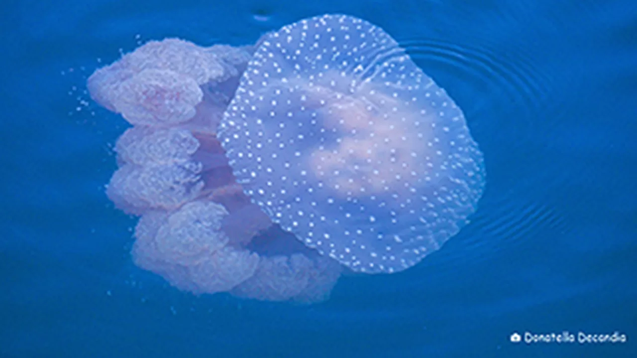 medusa-pois-italia-specie-aliena