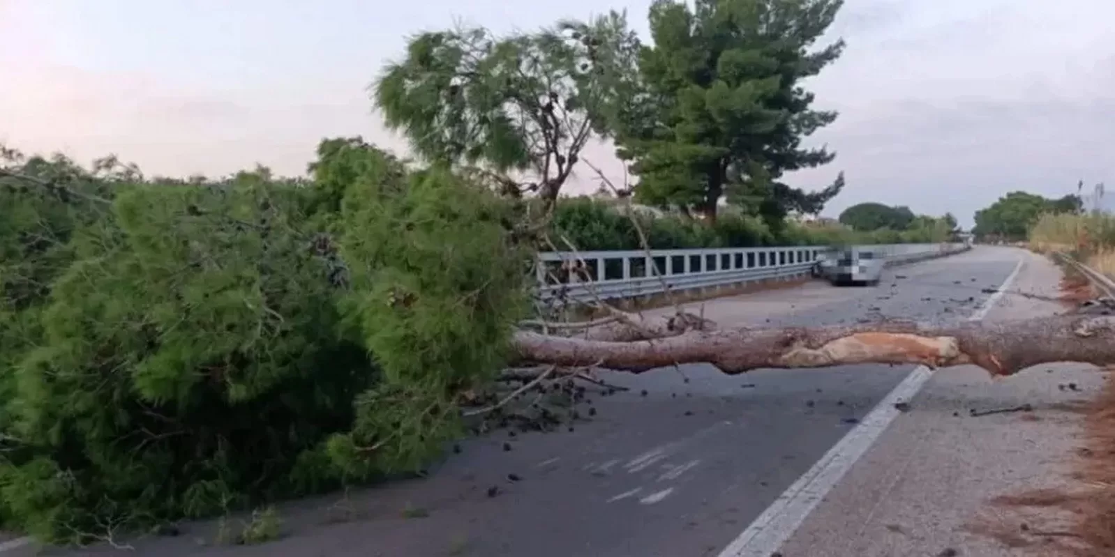 palermo albero crolla auto autostrada morto