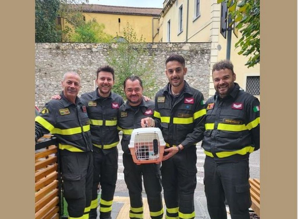 pesco sannita vigili fuoco salvano gattino