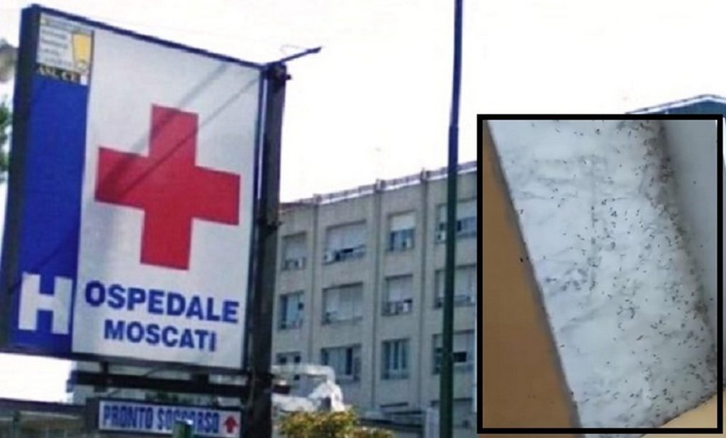 aversa ospedale invaso formiche