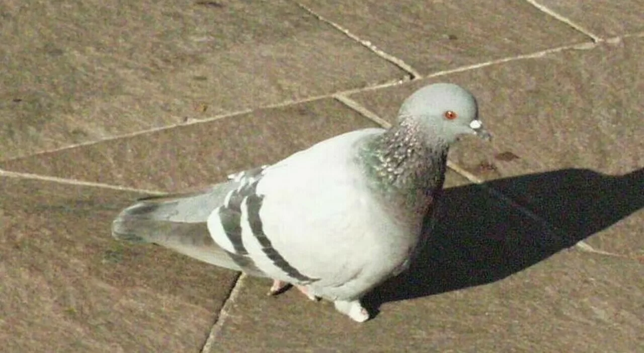 Tokyo tassista investe uccide piccione