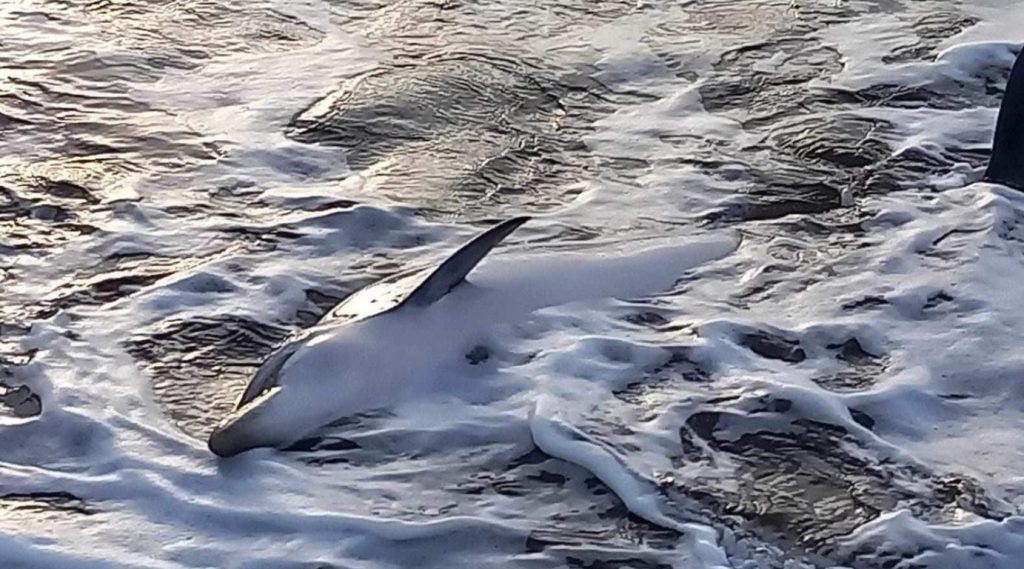 Pozzuoli stenella morta litorale