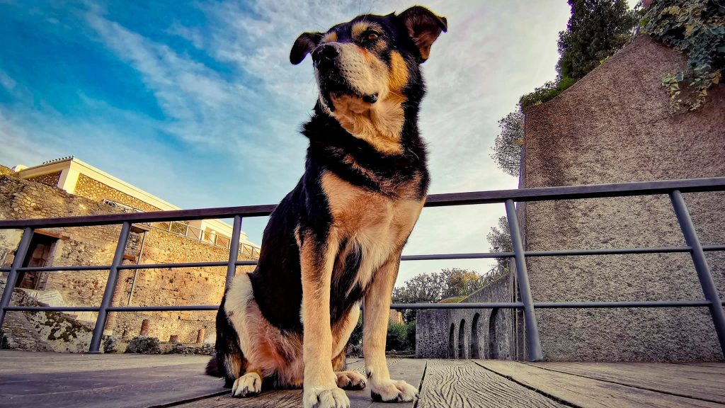 scavi pompei morto cane argo