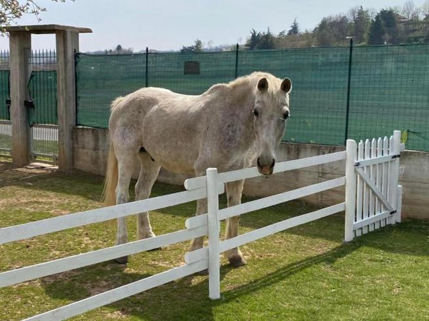 Torino, cavallo spaventato dai botti si azzoppa e viene abbattuto