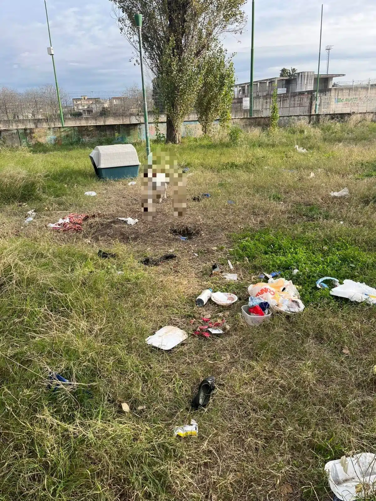 marigliano cane legato palo denunciata proprietaria