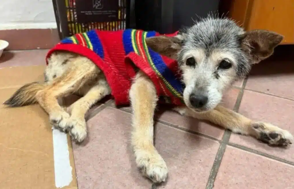 Torre Annunziata cagnolina più vecchia mondo