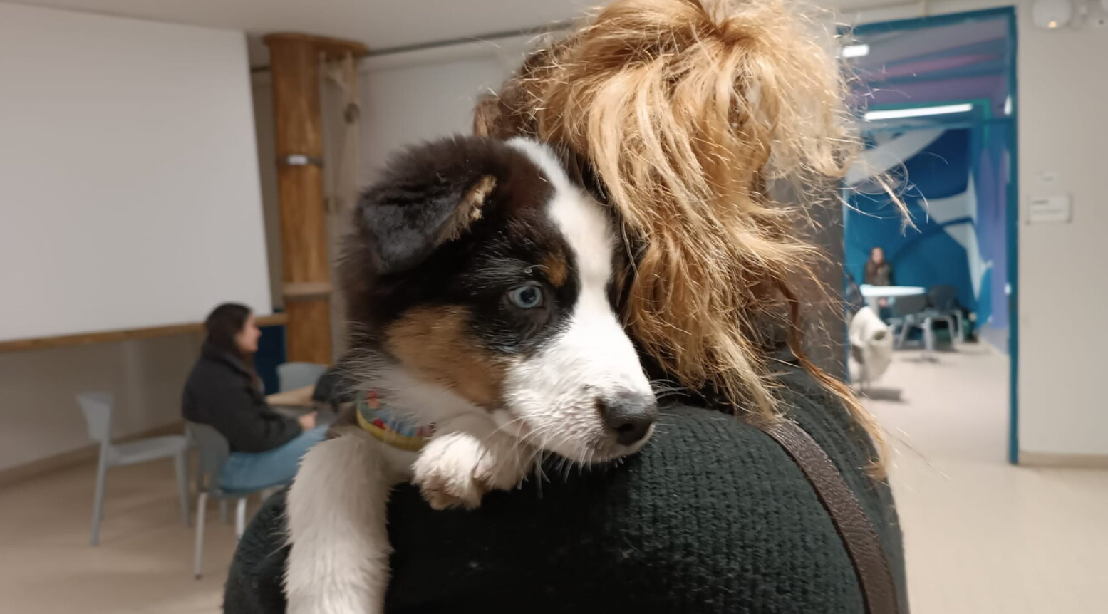 Firenze insegnante porta cane scuola