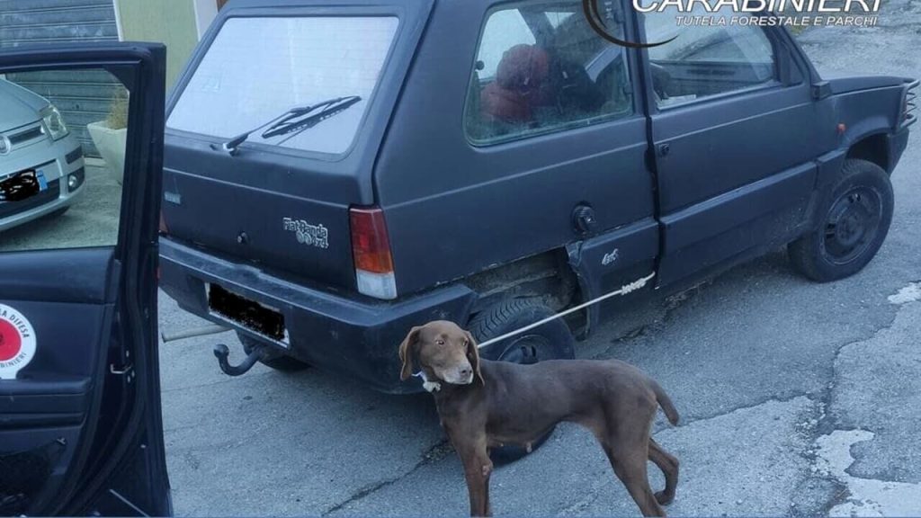 chieti cane trascinato auto