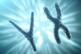cromosoma y scompare